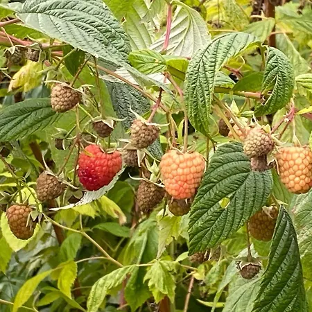 A L'aube Des Volcans Charbonnières-les-Vieilles