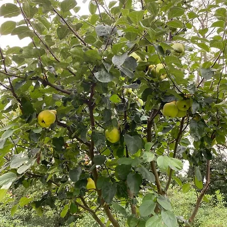 A L'aube Des Volcans 3*