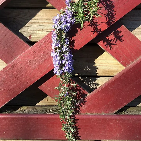A L'aube Des Volcans Charbonnières-les-Vieilles
