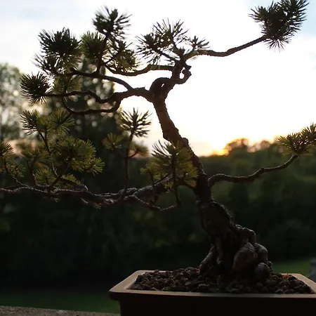 Πανσιόν A L'aube Des Volcans